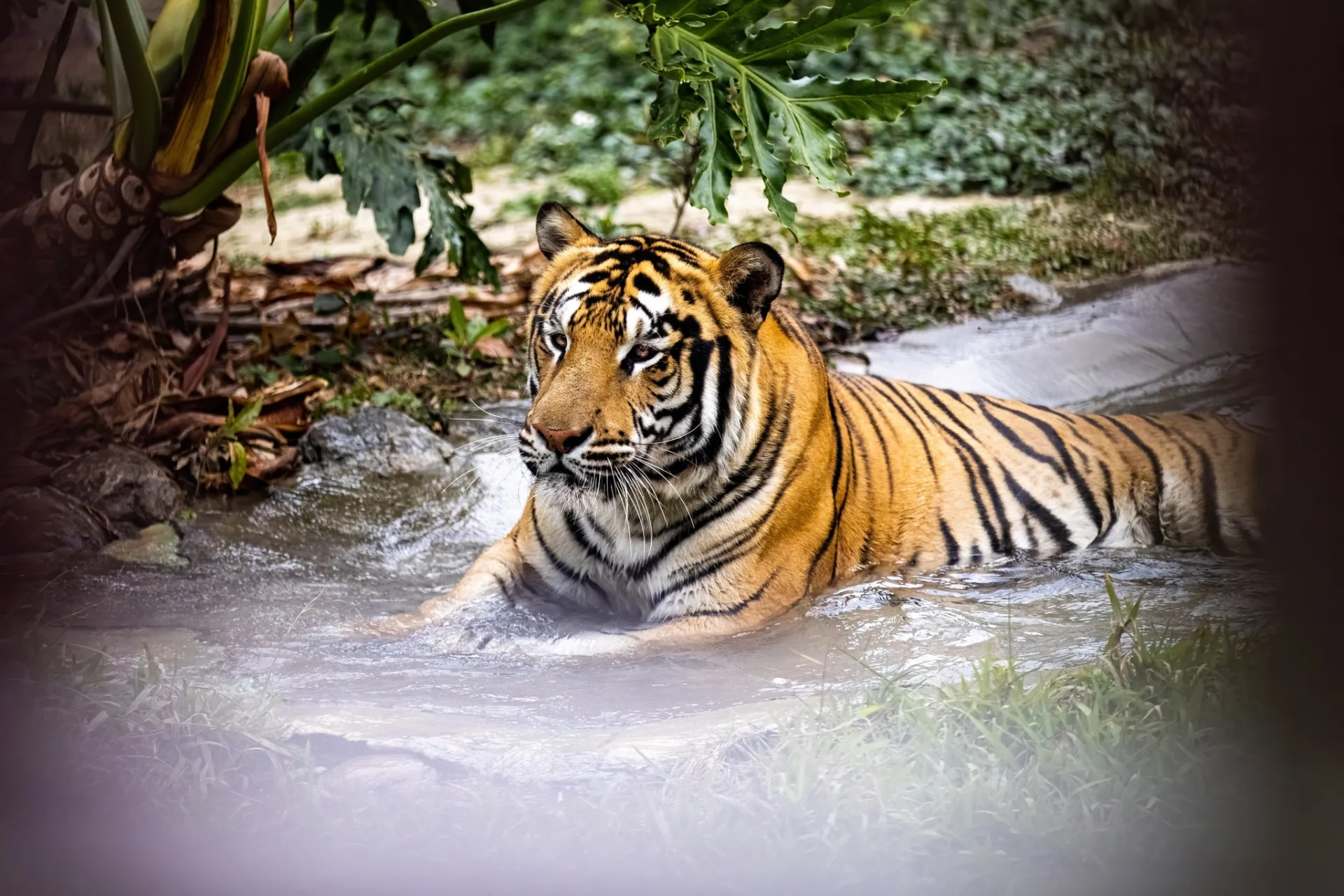 壽山動物園表示，7月起新成員也將亮相。壽山動物園提供