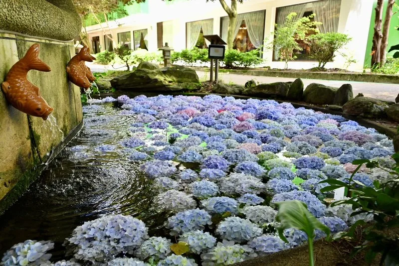 初夏時節，武陵農場內繡球花盛開，園方以繽紛繡球花打造「花手水」景點，結合自然之美與日式淨手文化，營造夢幻角落，吸引遊客駐足打卡，成為浪漫亮點。武陵農場提供