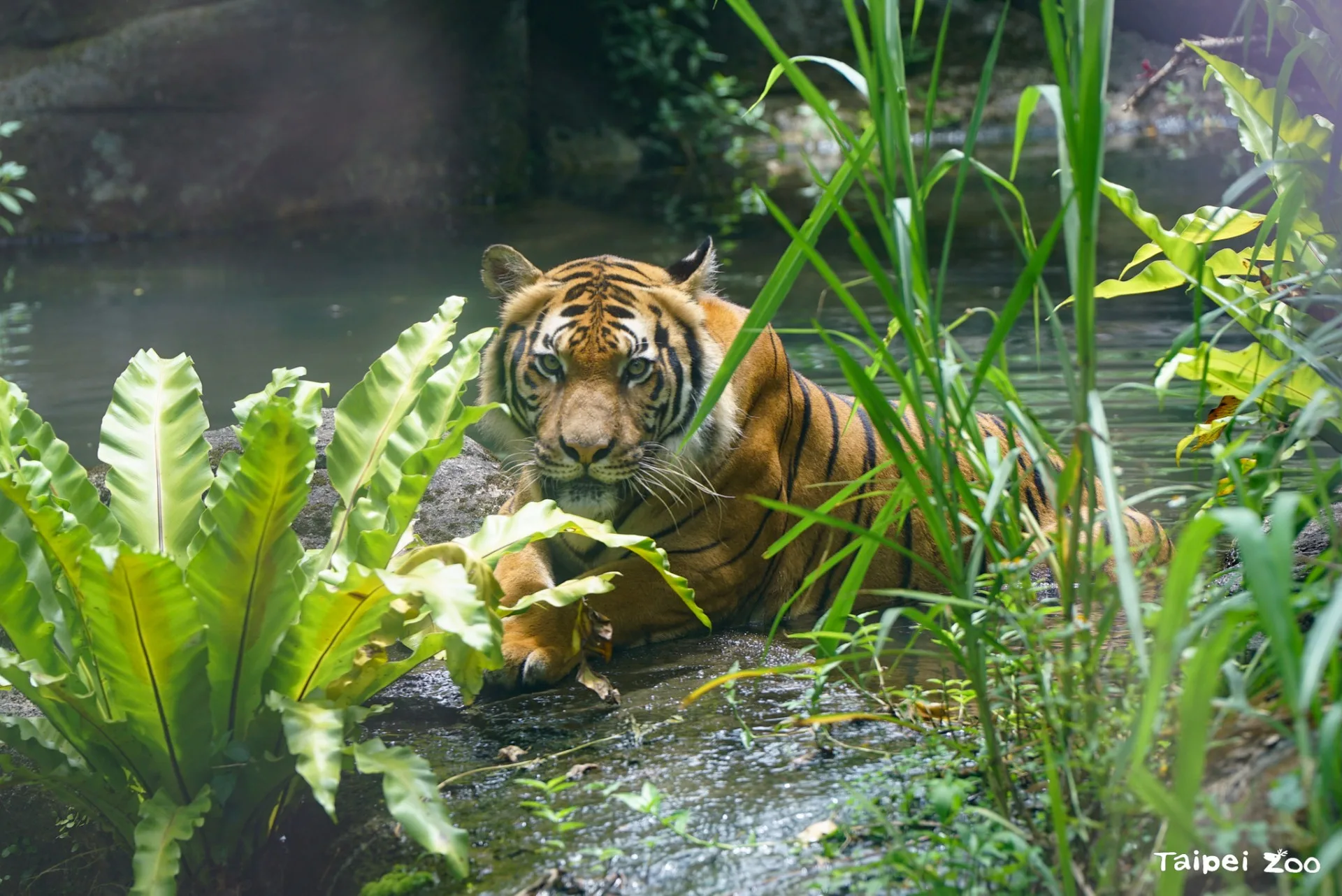 動物園指出，馬來虎「Shima」也會泡水消暑，如果看到牠身上有浮萍就知道剛從水池上岸。台北市立動物園提供
