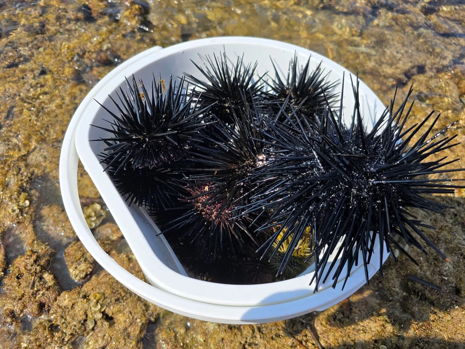 移除行動目標海膽。屏東縣政府提供