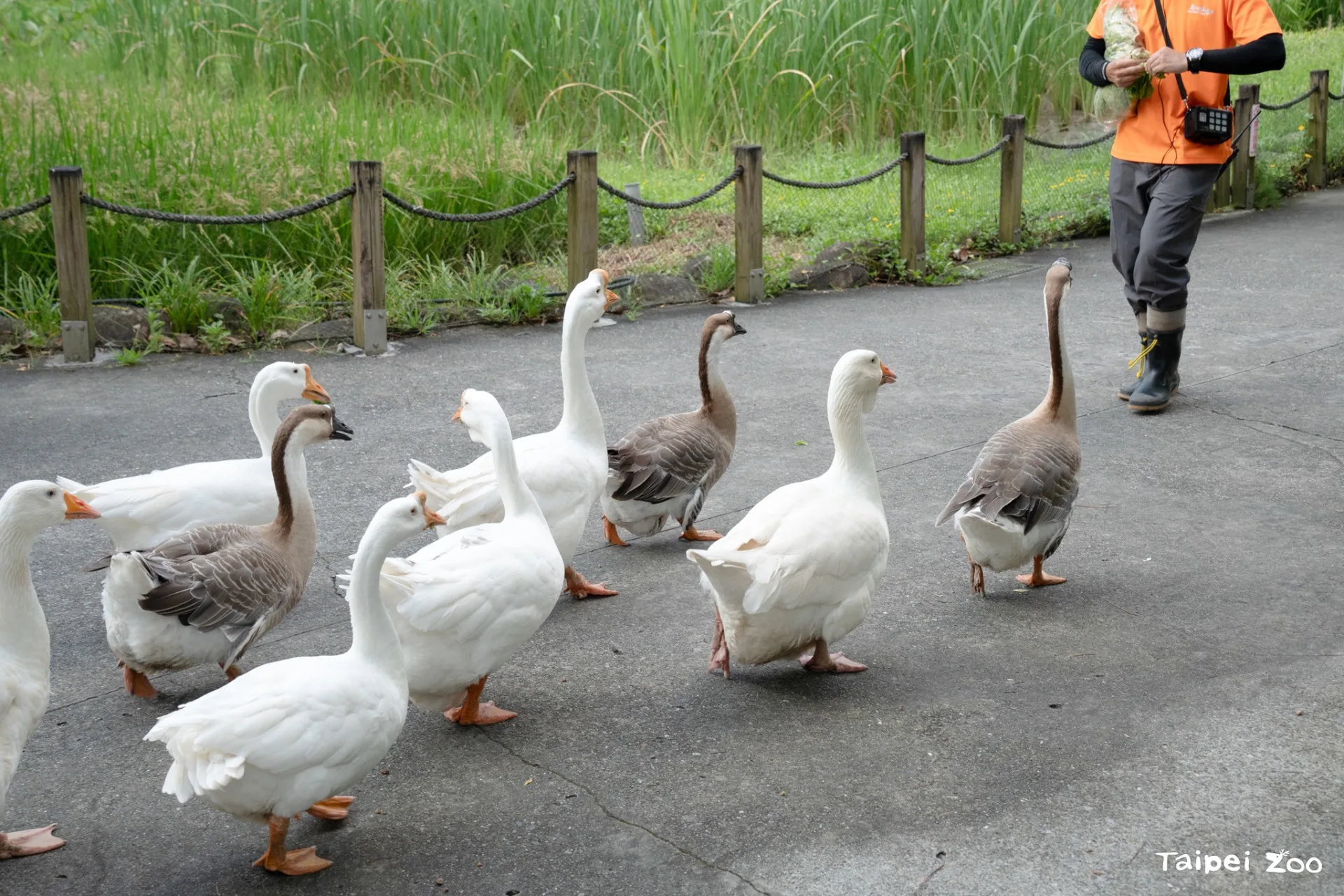 暑假週六傍晚，台北動物園推出「家鵝遊行」。台北市立動物園提供