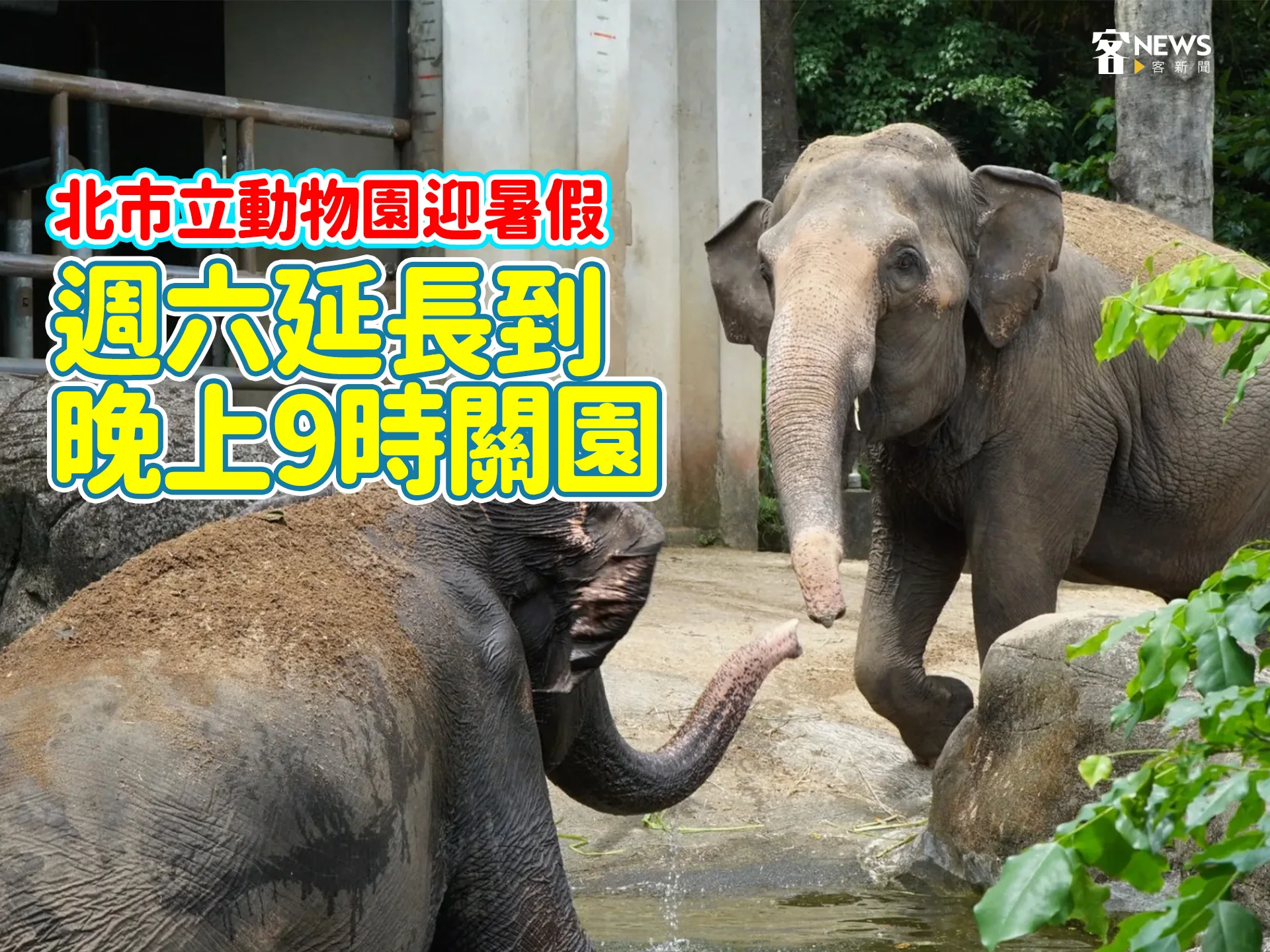 北市立動物園迎暑假　週六延長到晚上9時關園