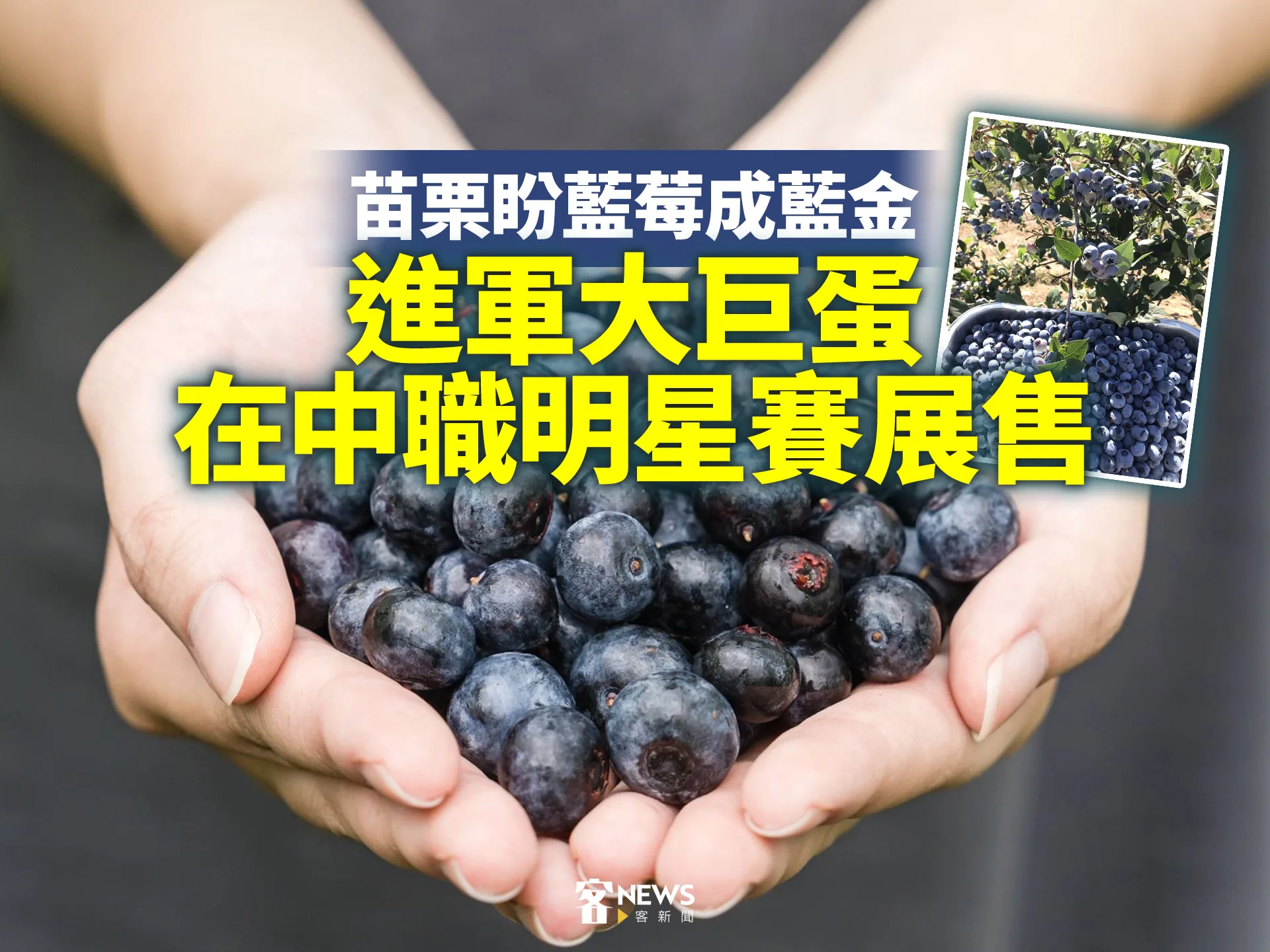 苗栗盼藍莓成藍金　進軍大巨蛋在中職明星賽展售