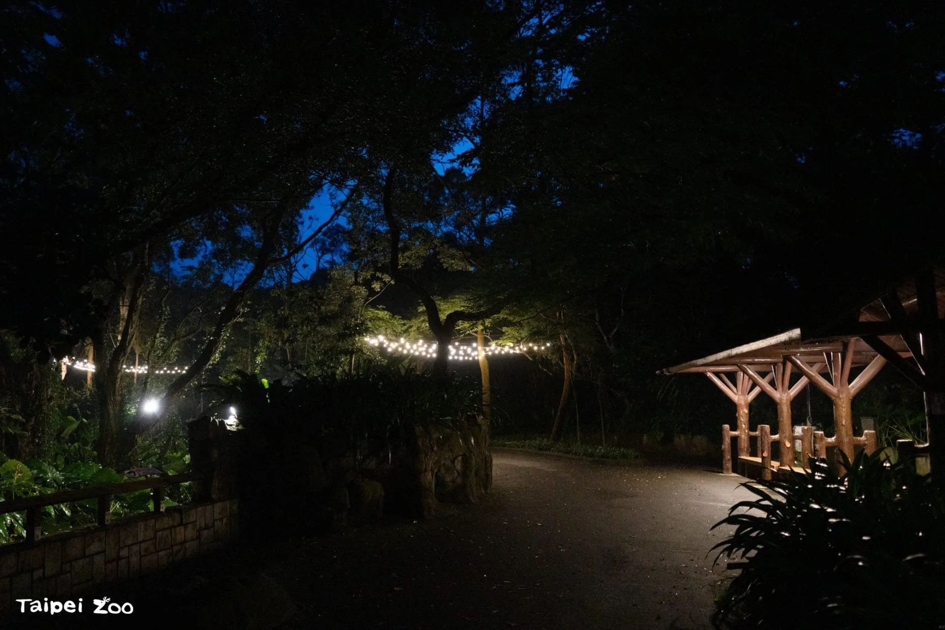 台北動物園今年也首次在夜間開放沙漠澳洲動物區，歡迎民眾帶著點心、野餐墊席地而坐，悠閒野餐。