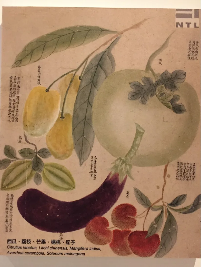 六十七《臺海采風圖》裡的土檨仔。蕭秀琴提供