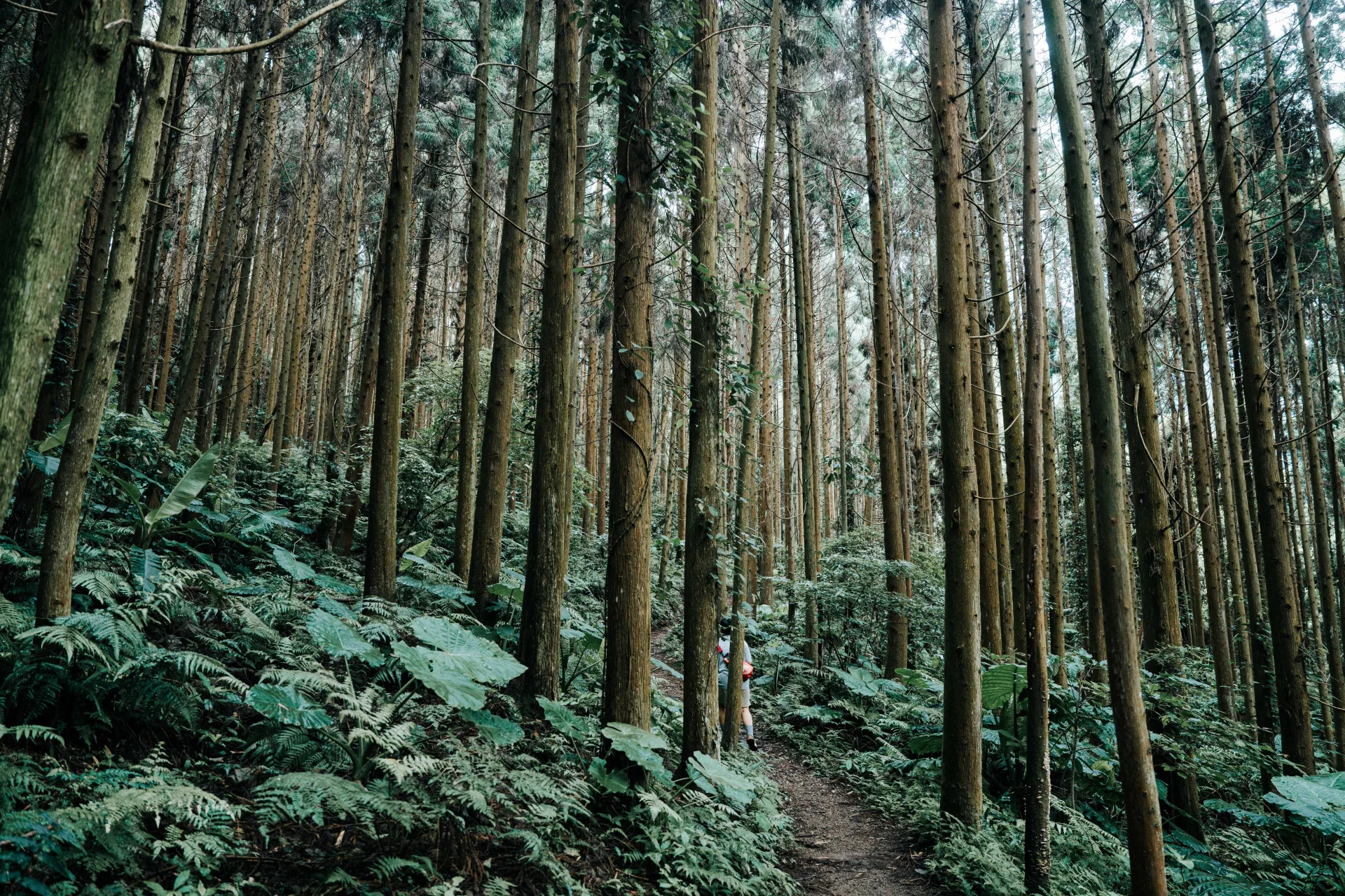 白蘭溪古道
