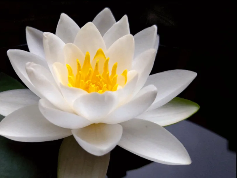 清風柔柔仔吹過來,飄送「暹羅茉莉」蓮花个香氣。曾馨儀攝