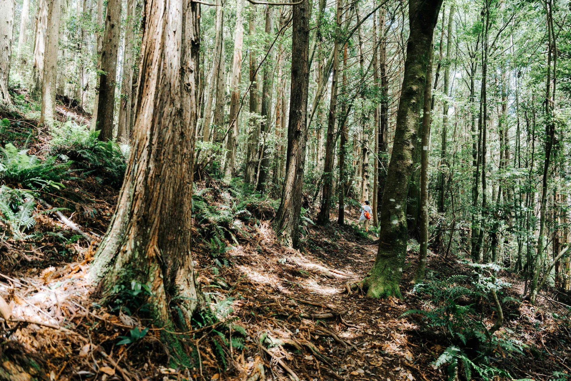 野馬瞰山