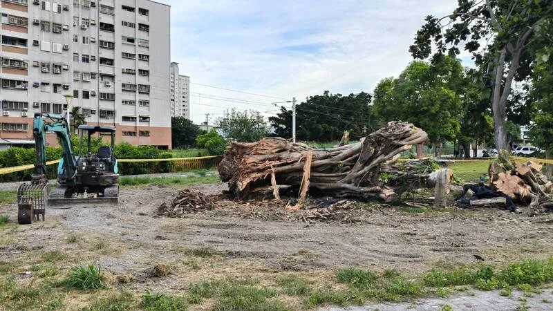 花蓮市舊田浦車站文化園區1棵百年老榕樹，被颱風吹倒後發現感染褐根病移除；在地居民反映，未事先預告就移除、支解老樹。中央社