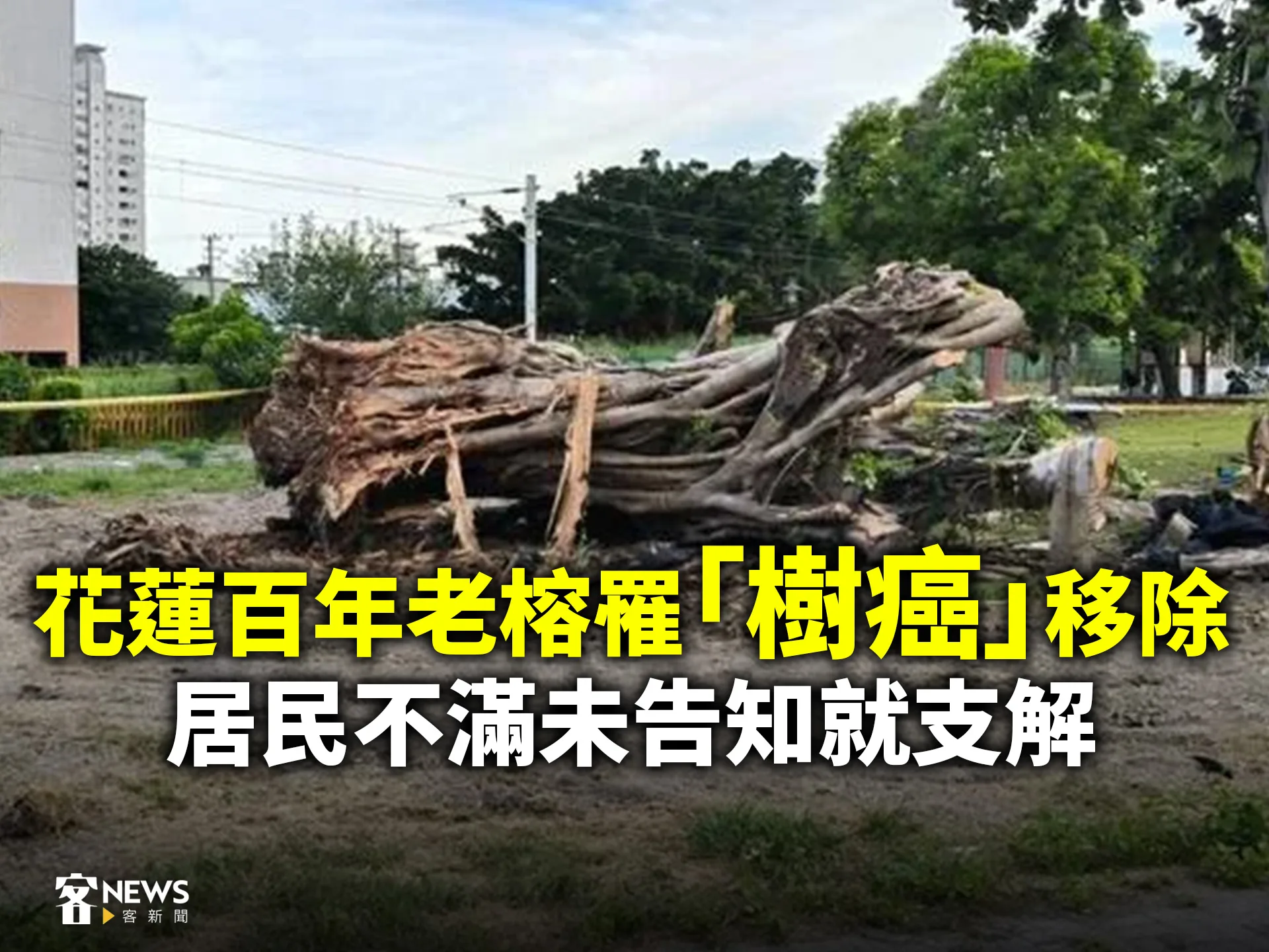 花蓮百年老榕罹「樹癌」移除　居民不滿未告知就支解