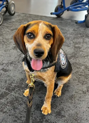 11公斤的CBP檢疫犬弗雷迪（Freddie）遭到攜帶違禁品的埃及旅客一腳踹飛，導致右側肋骨挫傷。翻攝臉書