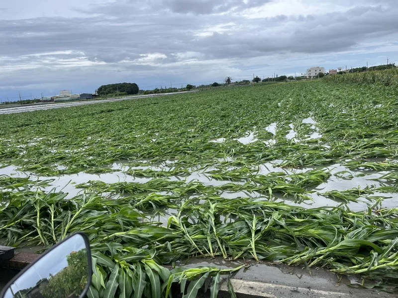 颱風丹娜絲肆虐　雲林最強陣風17級一度8.2萬戶停電