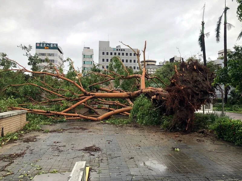 颱風丹娜絲6日深處在嘉義布袋登陸，嘉義市經1個多小時強陣風肆虐，7日市區街景滿目瘡痍，中正公園老樹倒伏。中央社