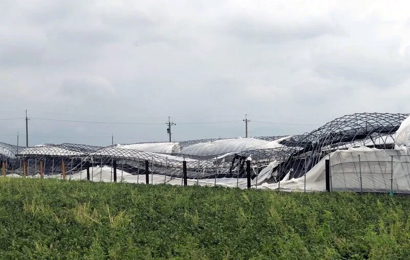 颱風丹娜絲造成嘉義縣溫網室農作嚴重災害，圖為溫網室遭強風吹襲，扭曲變形。中央社
