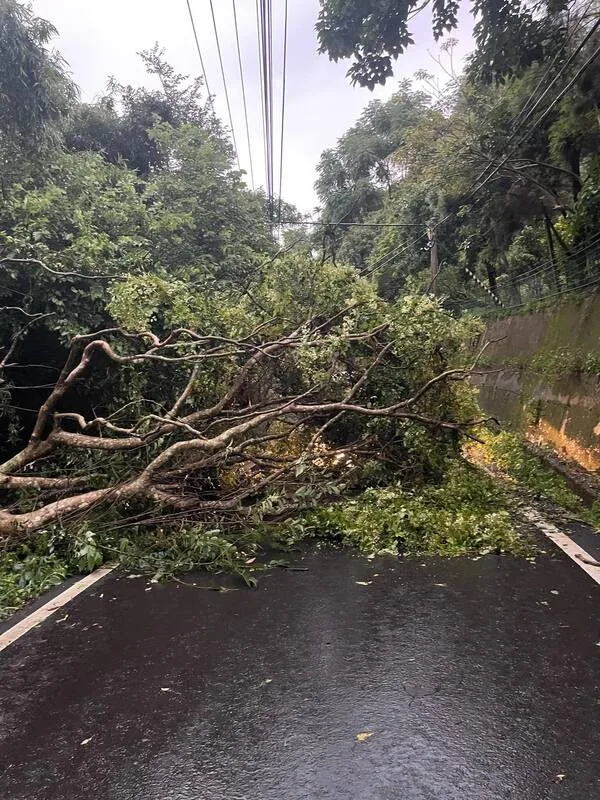 苗栗縣9日降下間歇性雷雨，多處道路沿線出現路樹倒塌、山壁零星落石災情。三灣鄉公所提供