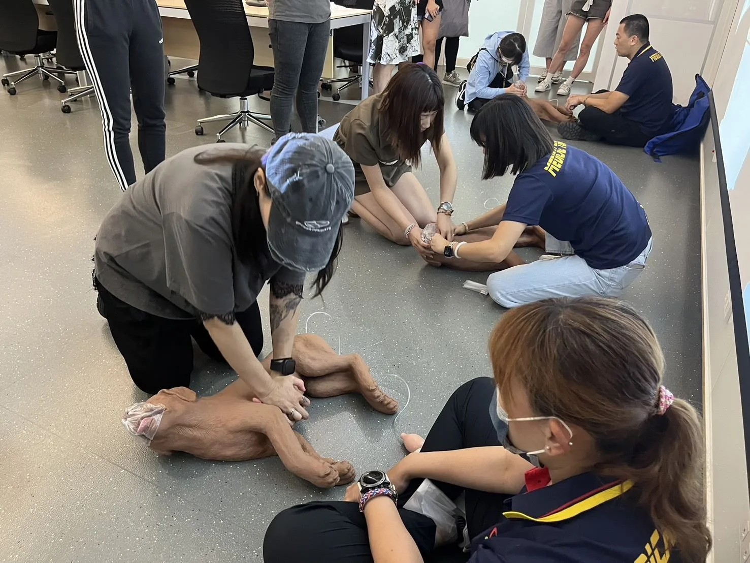 113年犬隻模型「安娜」進行CPR練習剪影。新北市政府提供