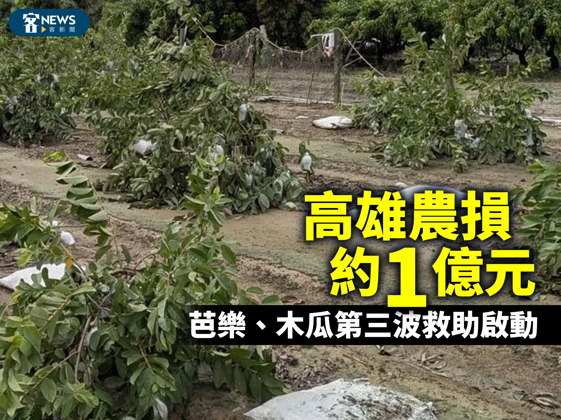 高雄農損約1億元　芭樂、木瓜第三波救助啟動
