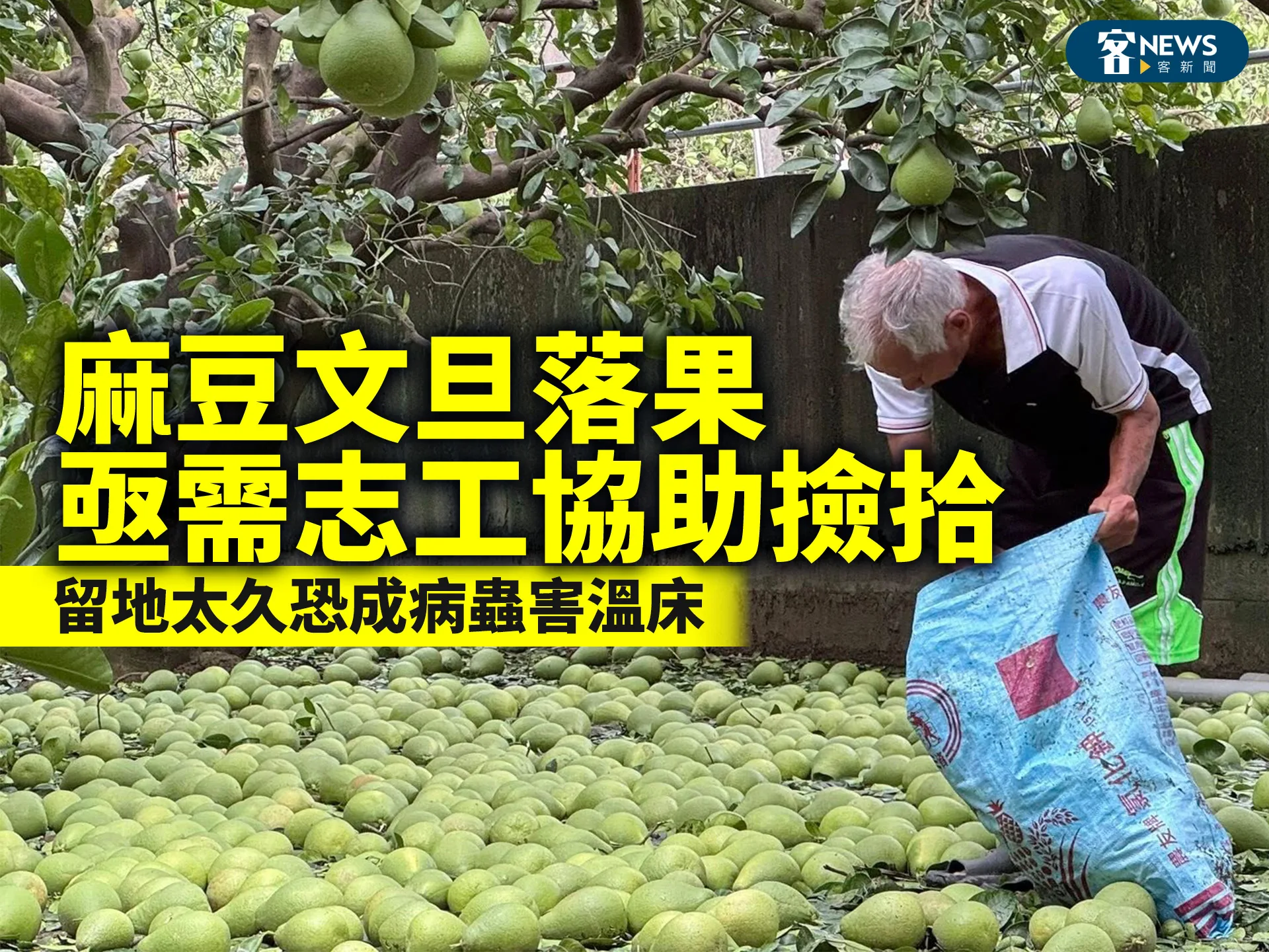 麻豆文旦落果亟需志工協助撿拾　留地太久恐成病蟲害溫床