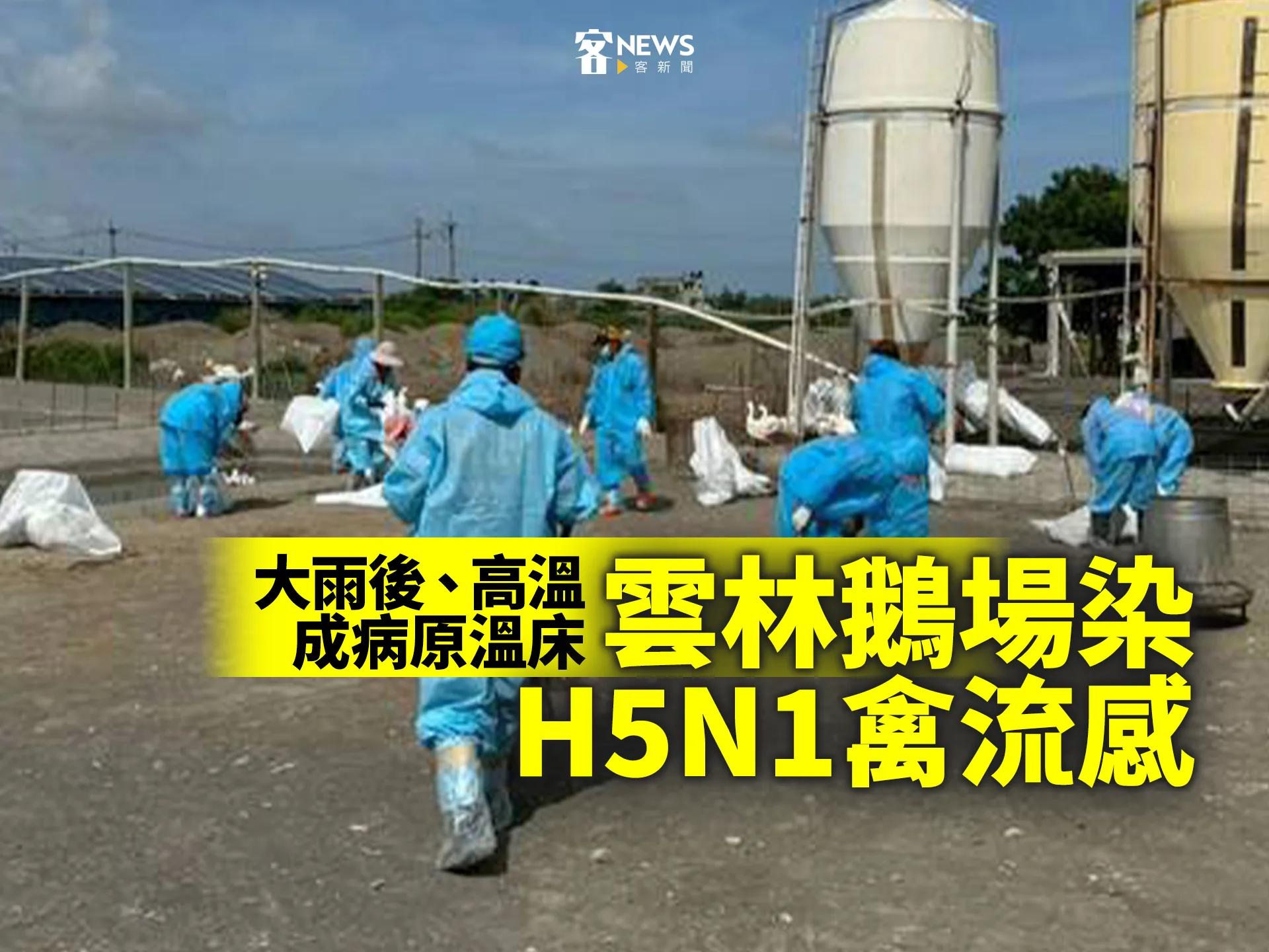 大雨後、高溫成病原溫床　雲林鵝場染H5N1禽流感