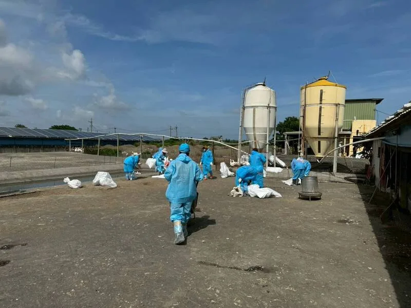 雲林縣東勢鄉一處鵝場經通報後確診H5N1禽流感，14日撲殺2616隻鵝及1586顆蛋。防疫所提供