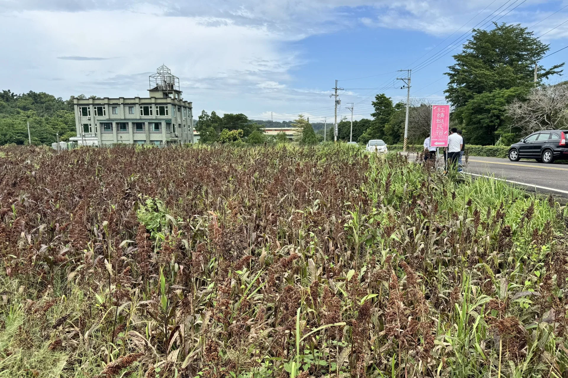 藍天與受災荒蕪的高粱田形成強烈對比