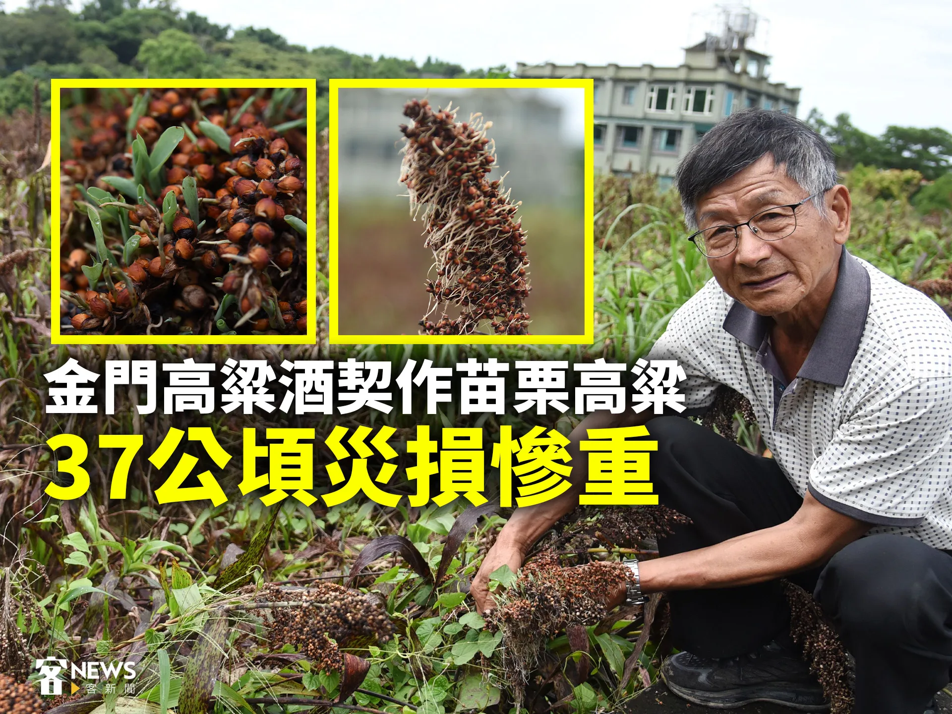 金門高粱酒契作苗栗高粱　37公頃災損慘重