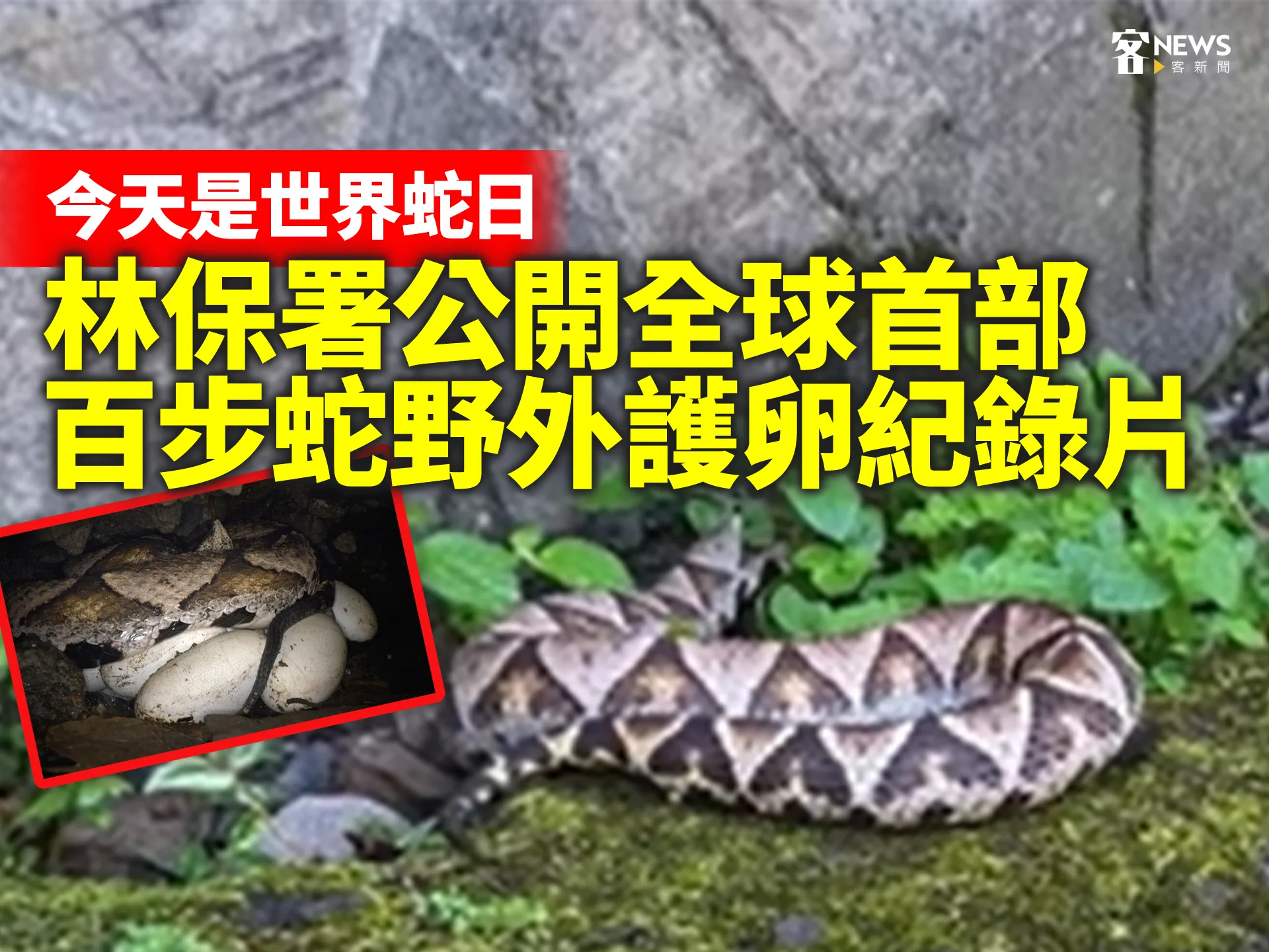 今天是世界蛇日　林保署公開全球首部百步蛇野外護卵紀錄片（影）