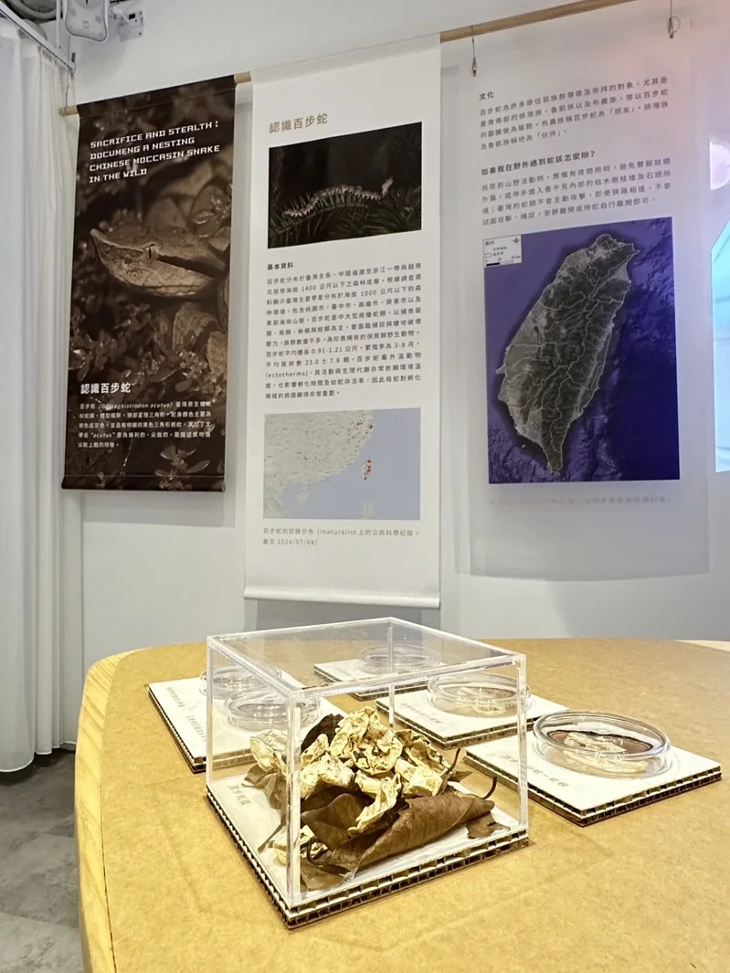 八仙山國家森林遊樂區遊客中心「百步蛇野外護卵孵化紀錄」特展。林業及自然保育署台中分署提供