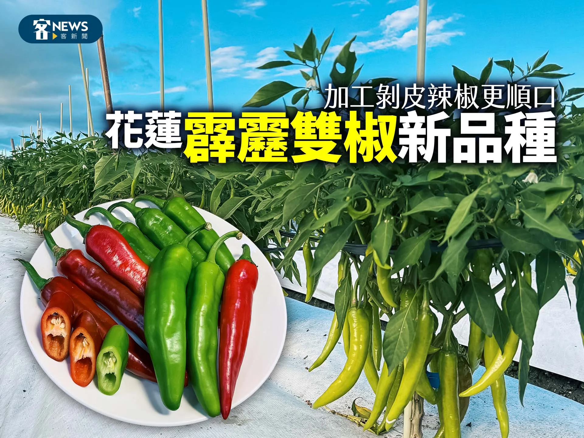 花蓮「霹靂雙椒」新品種　加工剝皮辣椒更順口