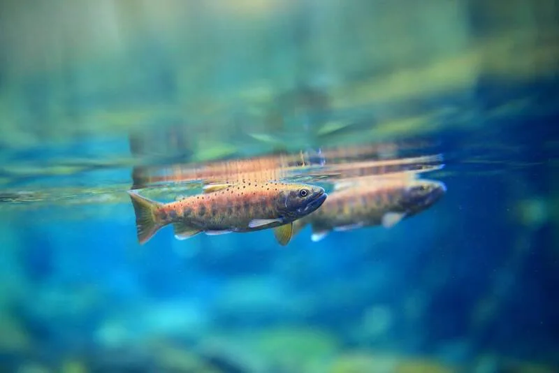 台灣櫻花鉤吻鮭有「國寶魚」的美譽。雪霸國家公園提供