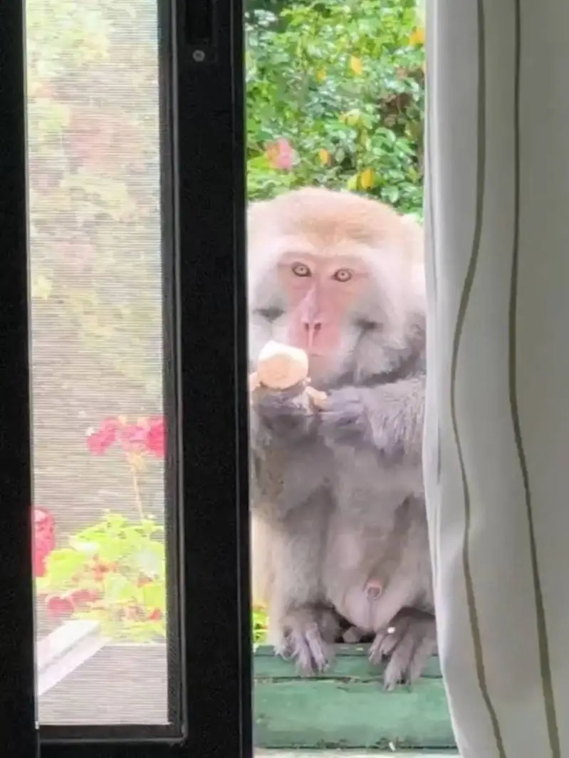 台灣獼猴21日上午潛入台中武陵農場辦公室，不只偷吃茶葉蛋，還貼心地關上紗窗。武陵農場提供