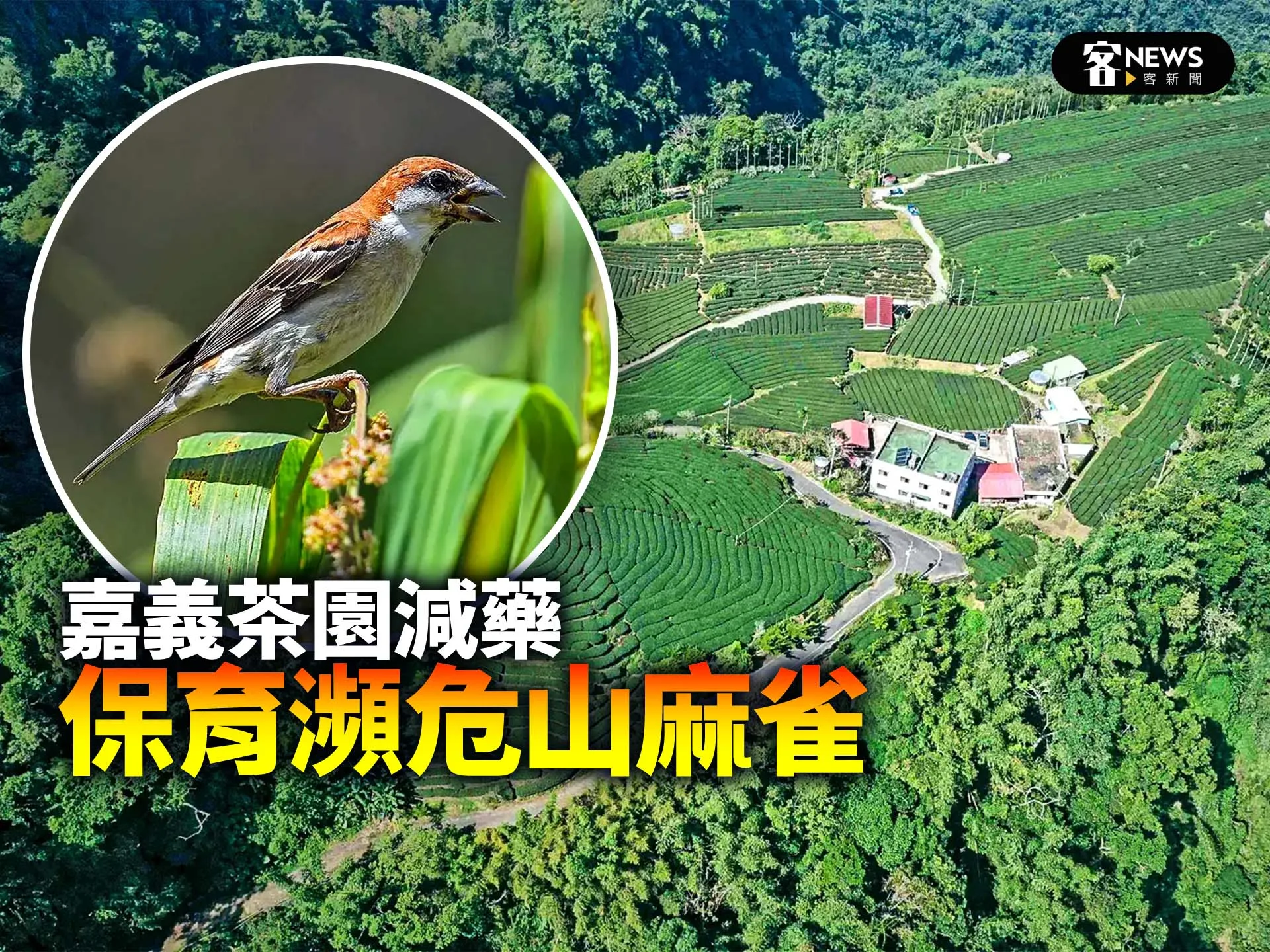 嘉義茶園減藥　保育瀕危山麻雀