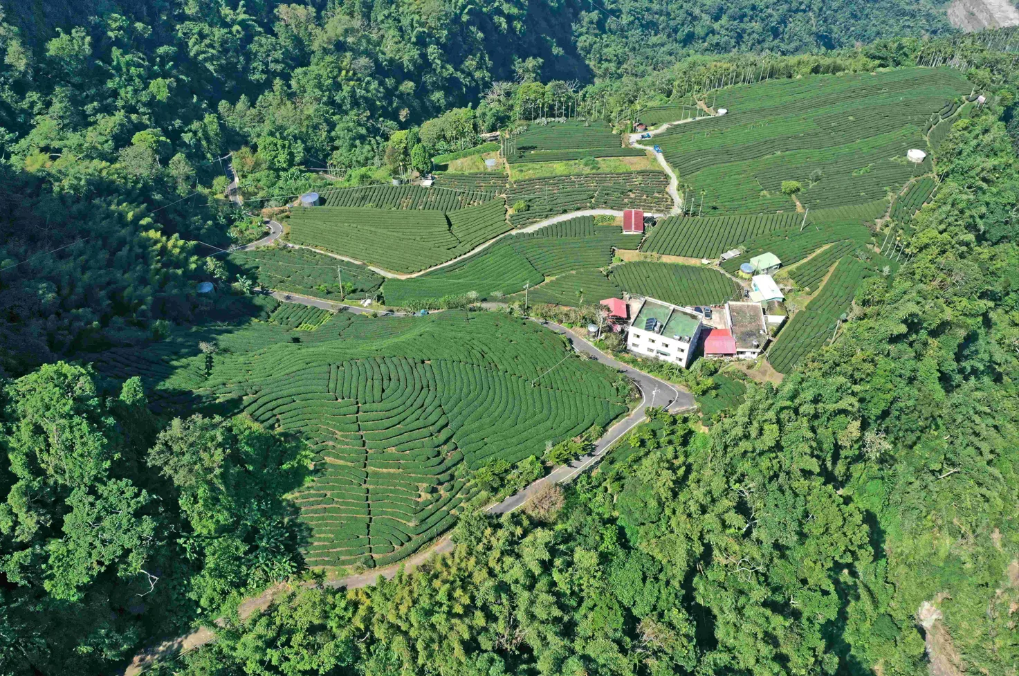 山麻雀主要分布於鄰近山村農地之淺山環境，部分大阿里山茶區的茶園及農田是牠們繁殖季利用的棲地（圖為梅山鄉瑞峰村茶園）林保署嘉義分署提供