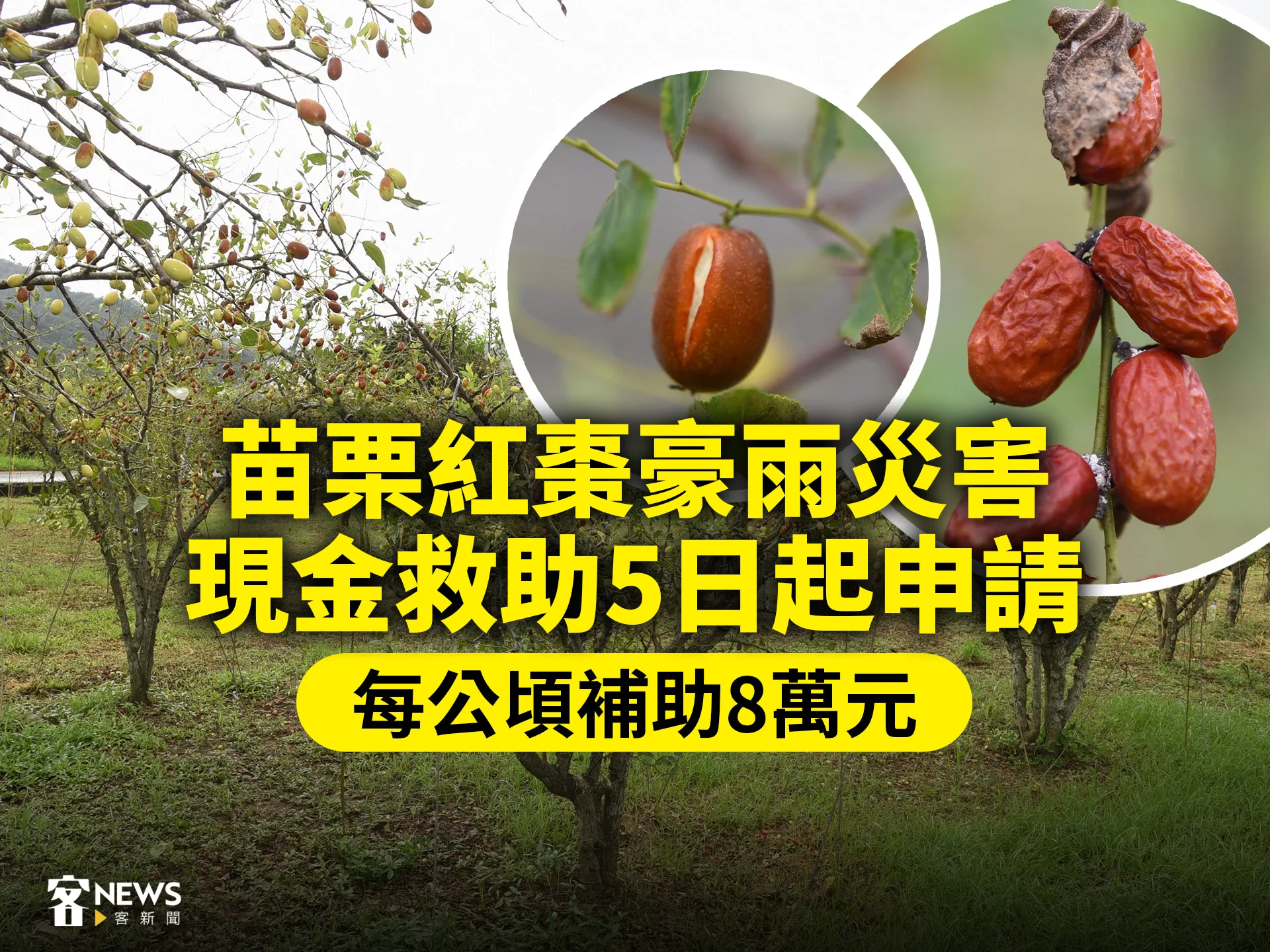 苗栗紅棗豪雨災害現金救助5日起申請　每公頃補助8萬元