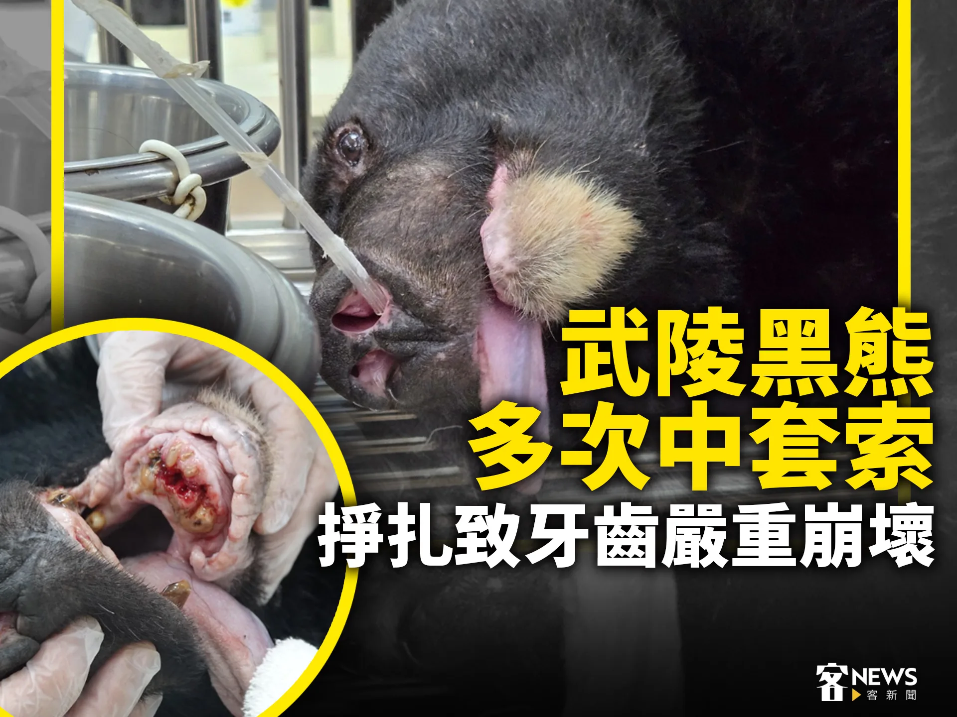 武陵黑熊多次中套索　掙扎致牙齒嚴重崩壞