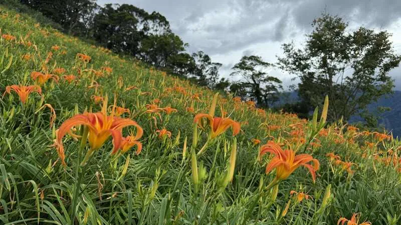 太麻里金針山金針花因雨水豐潤，花苞比往年更茂密，太麻里鄉公所表示，2025年的金針花季9日開跑，至9月21日止。青山農場提供