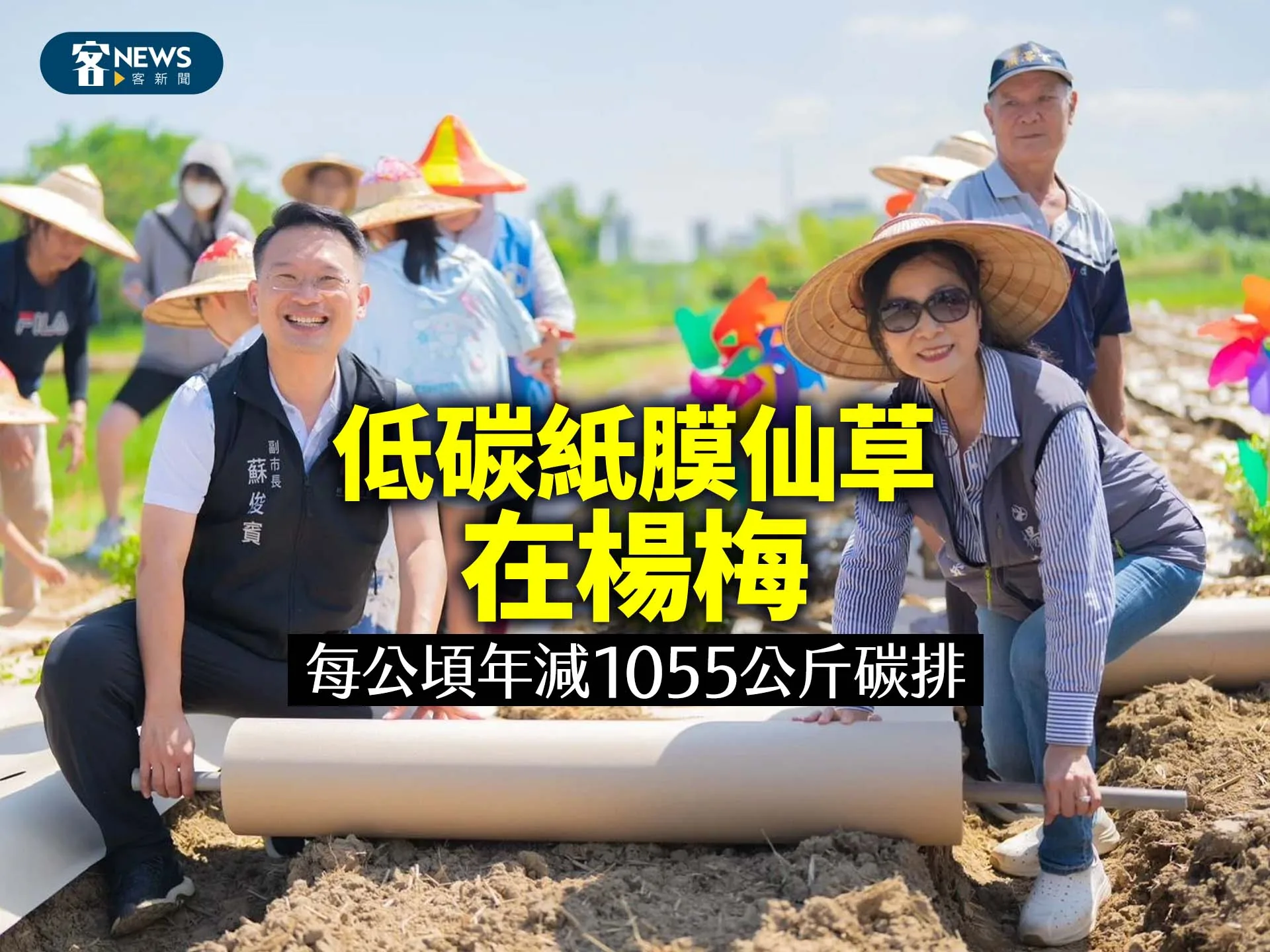 低碳紙膜仙草在楊梅　每公頃年減1055公斤碳排