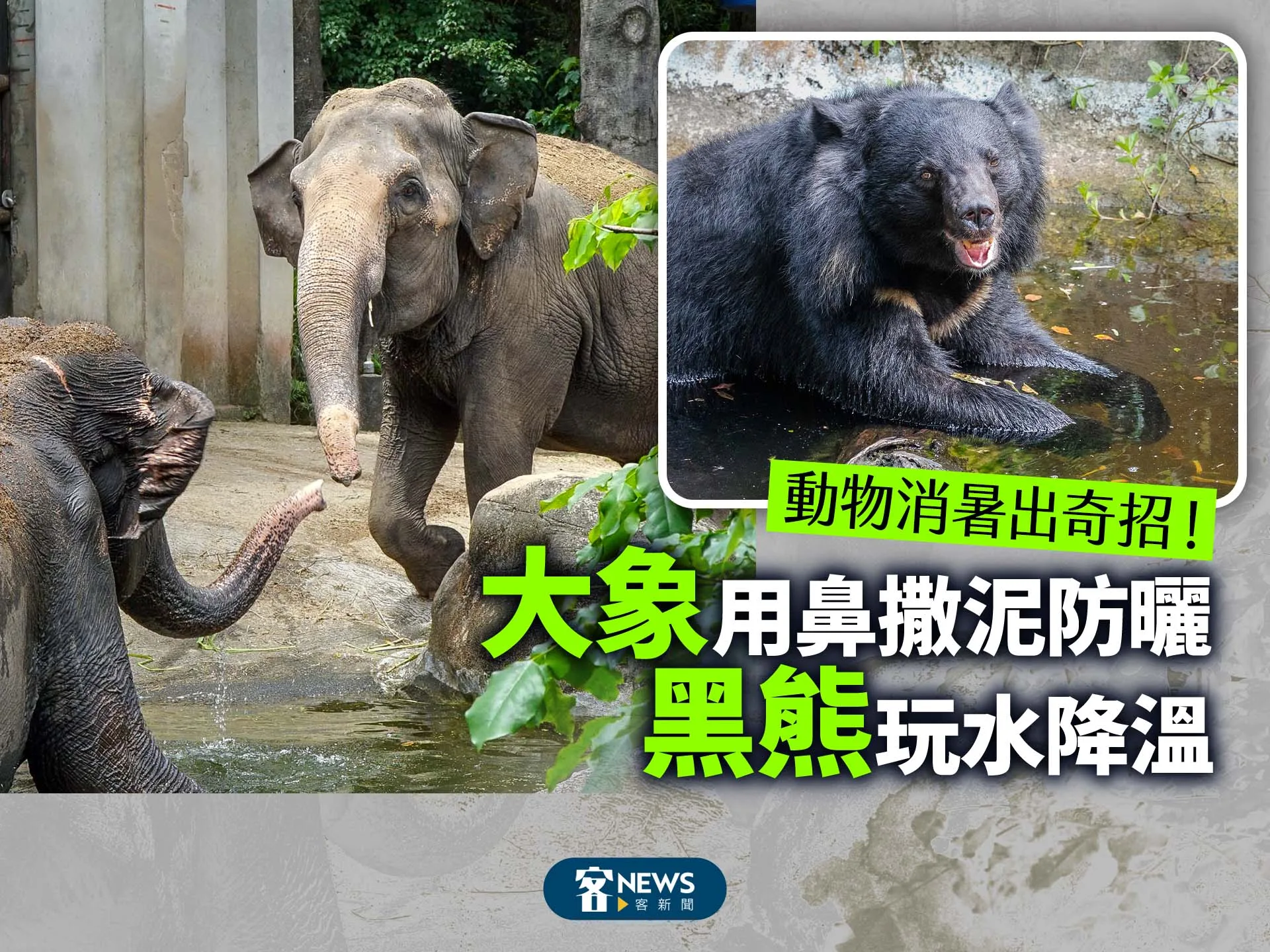 動物消暑出奇招！大象用鼻撒泥防曬　黑熊玩水降溫