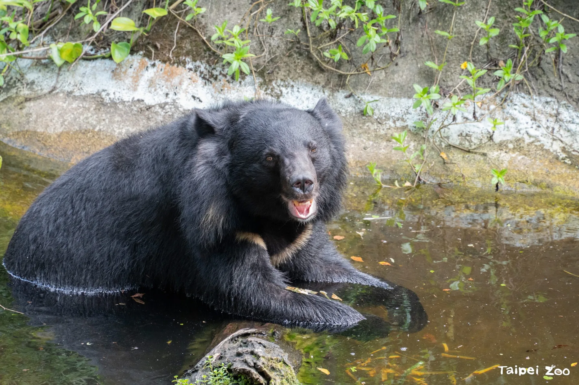 亞洲黑熊經常在午後到水池中泡水消暑。臺北市立動物園提供