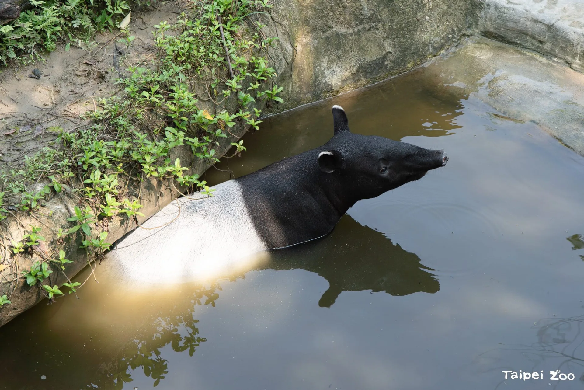 動物園裡的許多動物活動場都設有噴霧、瀑布及水池，讓喜歡玩水的動物可以隨時跳進去泡澡、游泳。圖為馬來貘。臺北市立動物園提供