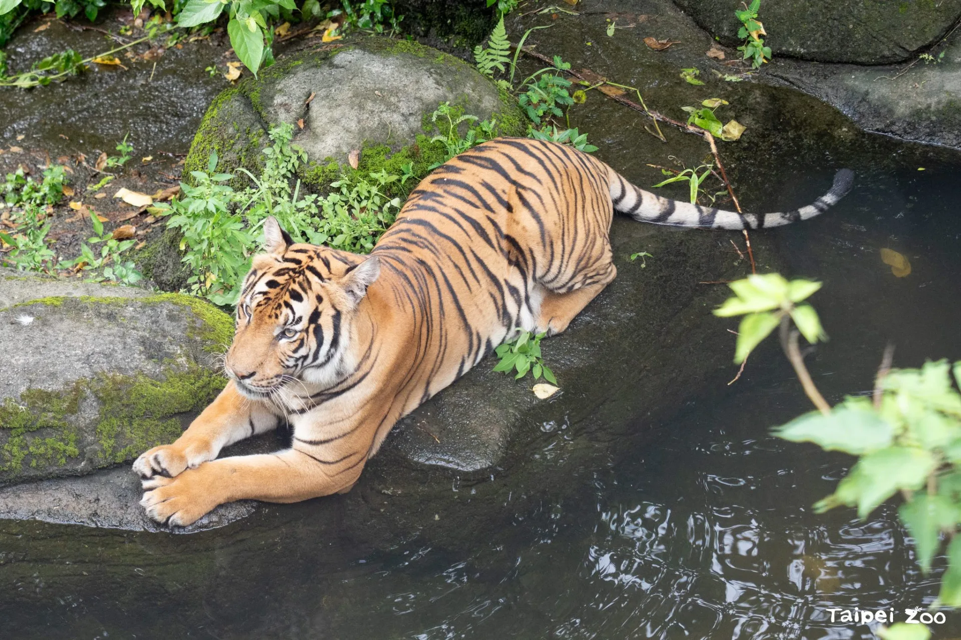 馬來虎經常在午後到水池中泡水消暑。臺北市立動物園提供