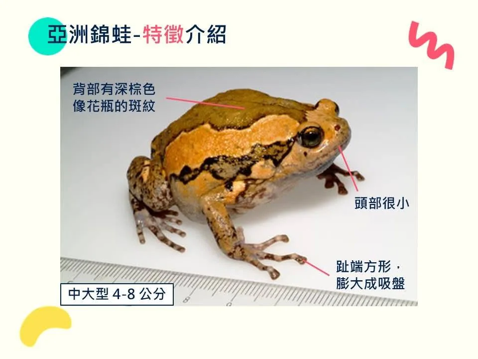 亞洲錦蛙入侵南投　縣府結合社區展開「除蛙行動」