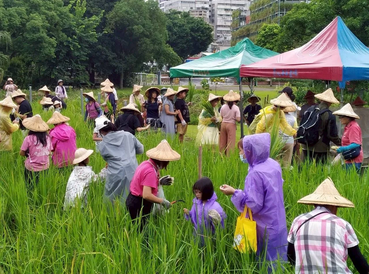 客家農場義工教導民眾體驗割稻方式。臺北市政府客家事務委員會提供