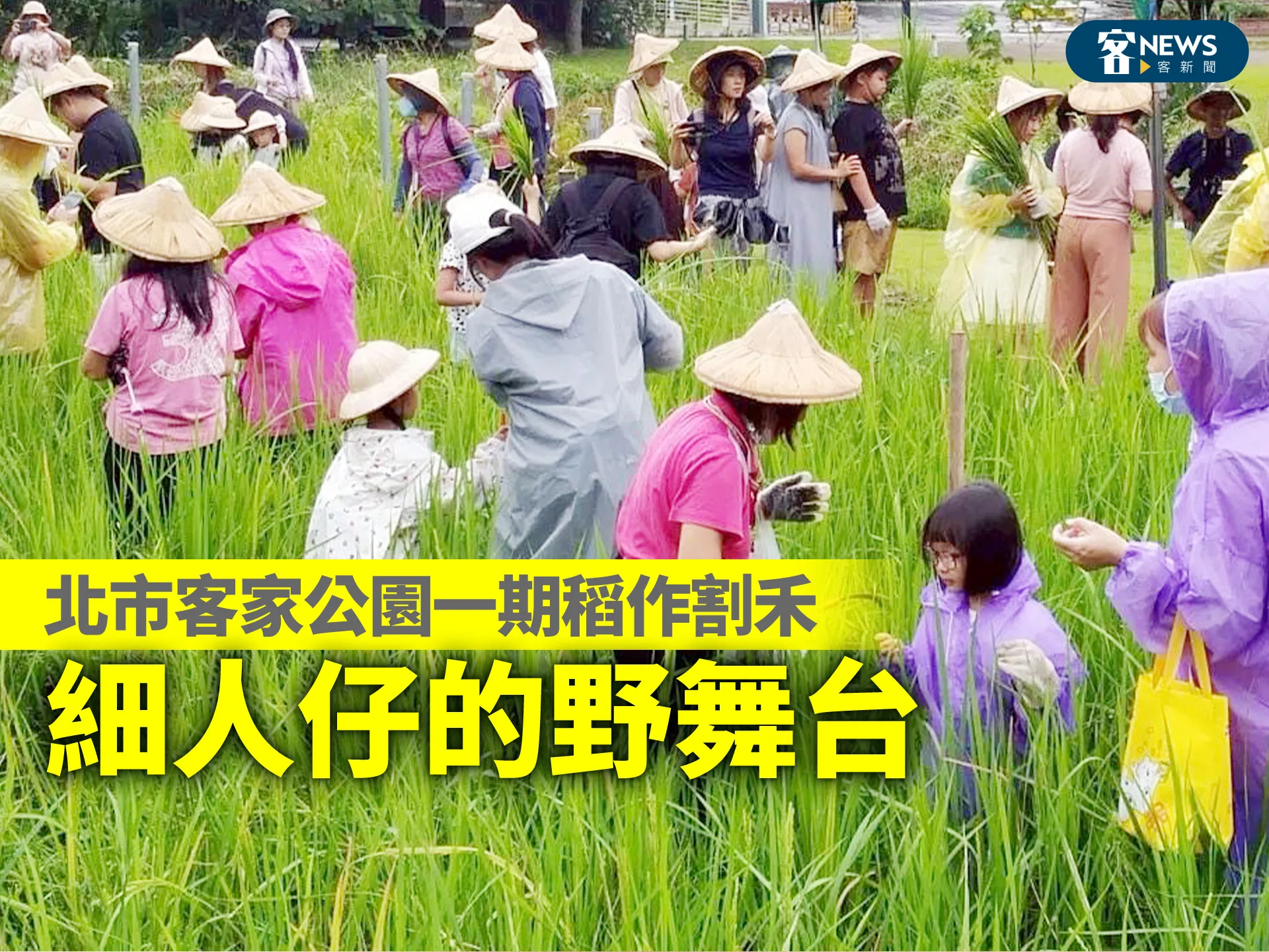 北市客家公園一期稻作割禾　細人仔的野舞台