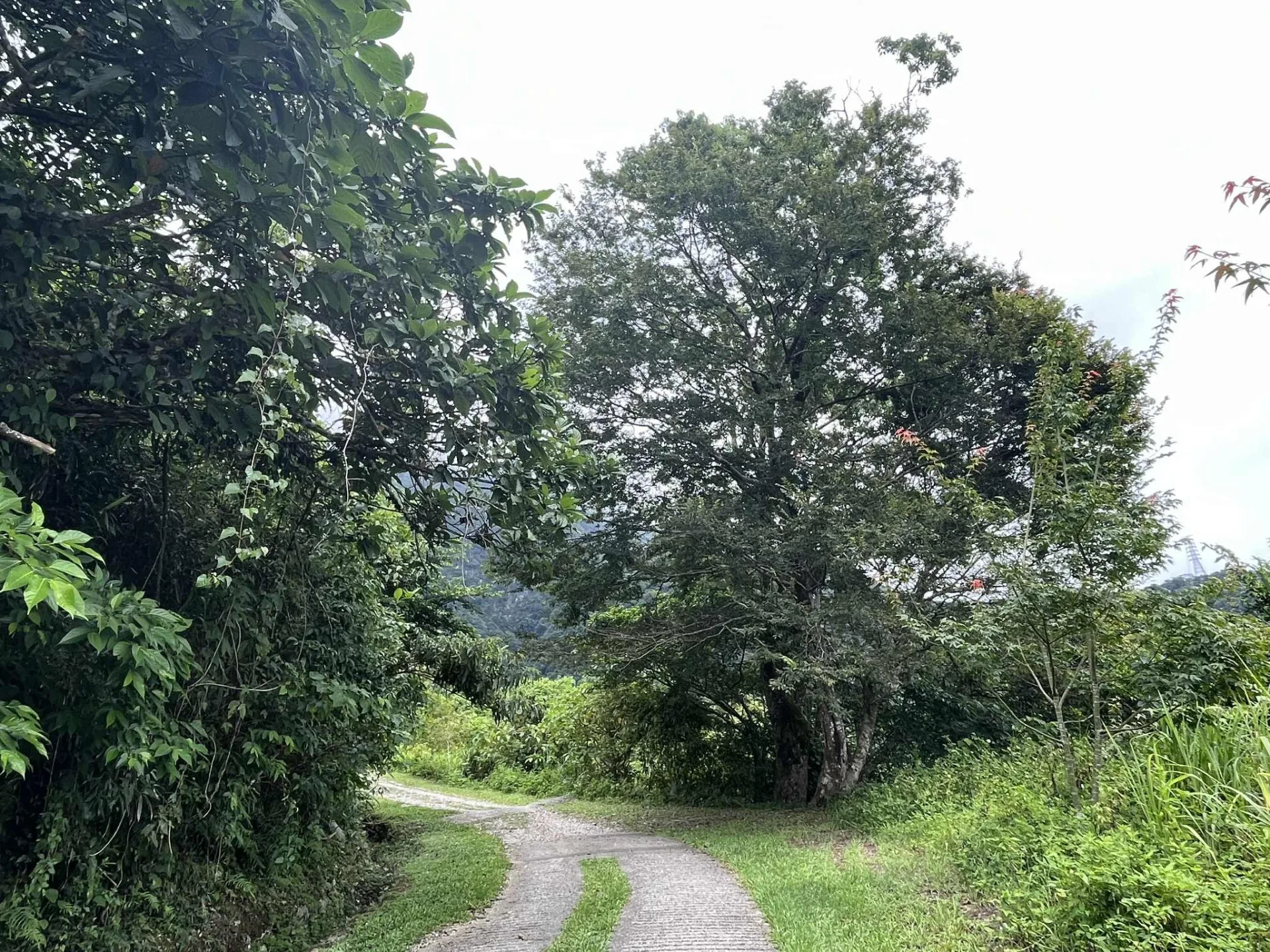 佐倉步道沿線綠蔭蓊鬱。林保署花蓮分署提供