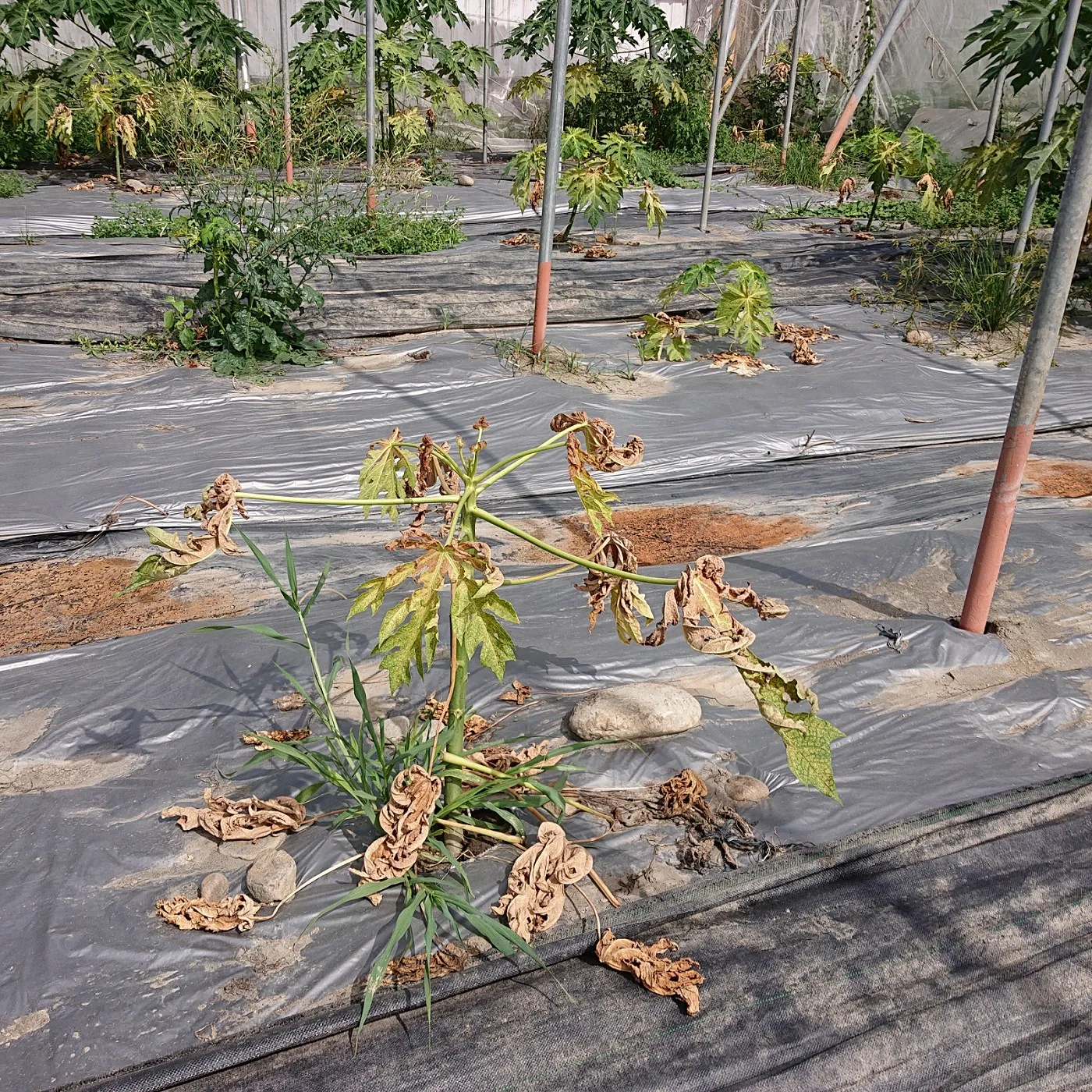 葉蟎密度高影響木瓜植株生長勢。高雄農改場提供