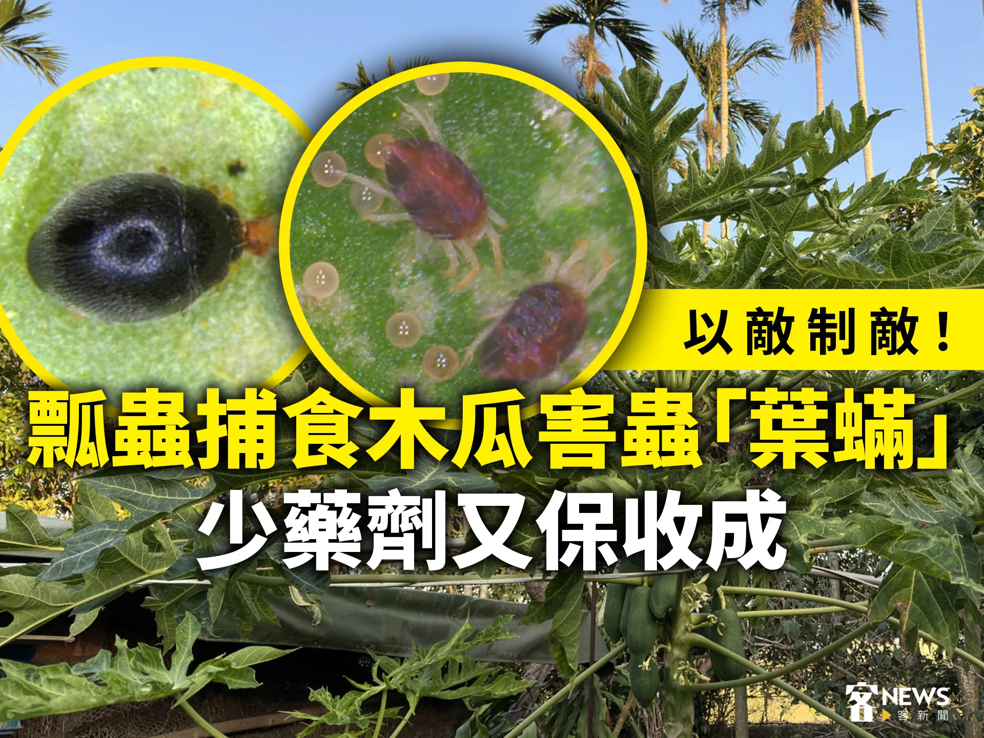 以敵制敵！瓢蟲捕食木瓜害蟲「葉蟎」　少藥劑又保收成