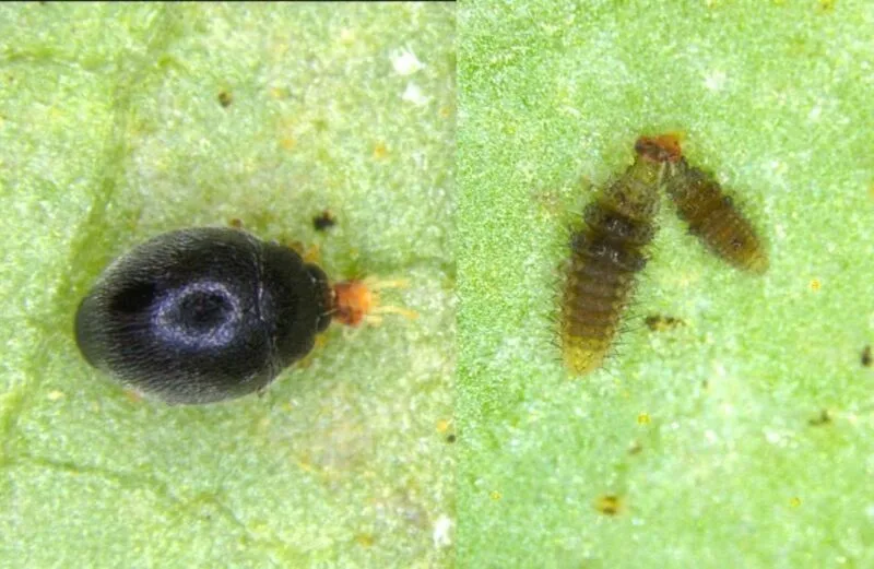 農業部苗栗區農業改良場發現「黑囊食蟎瓢蟲」是葉蟎的天敵,成蟲(左)及幼蟲(右)都具捕食葉蟎的能力。苗栗農改場提供