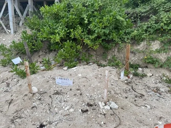 沙灘上卵窩保護告示牌，請勿靠近與踩踏。台灣咾咕嶼協會提供