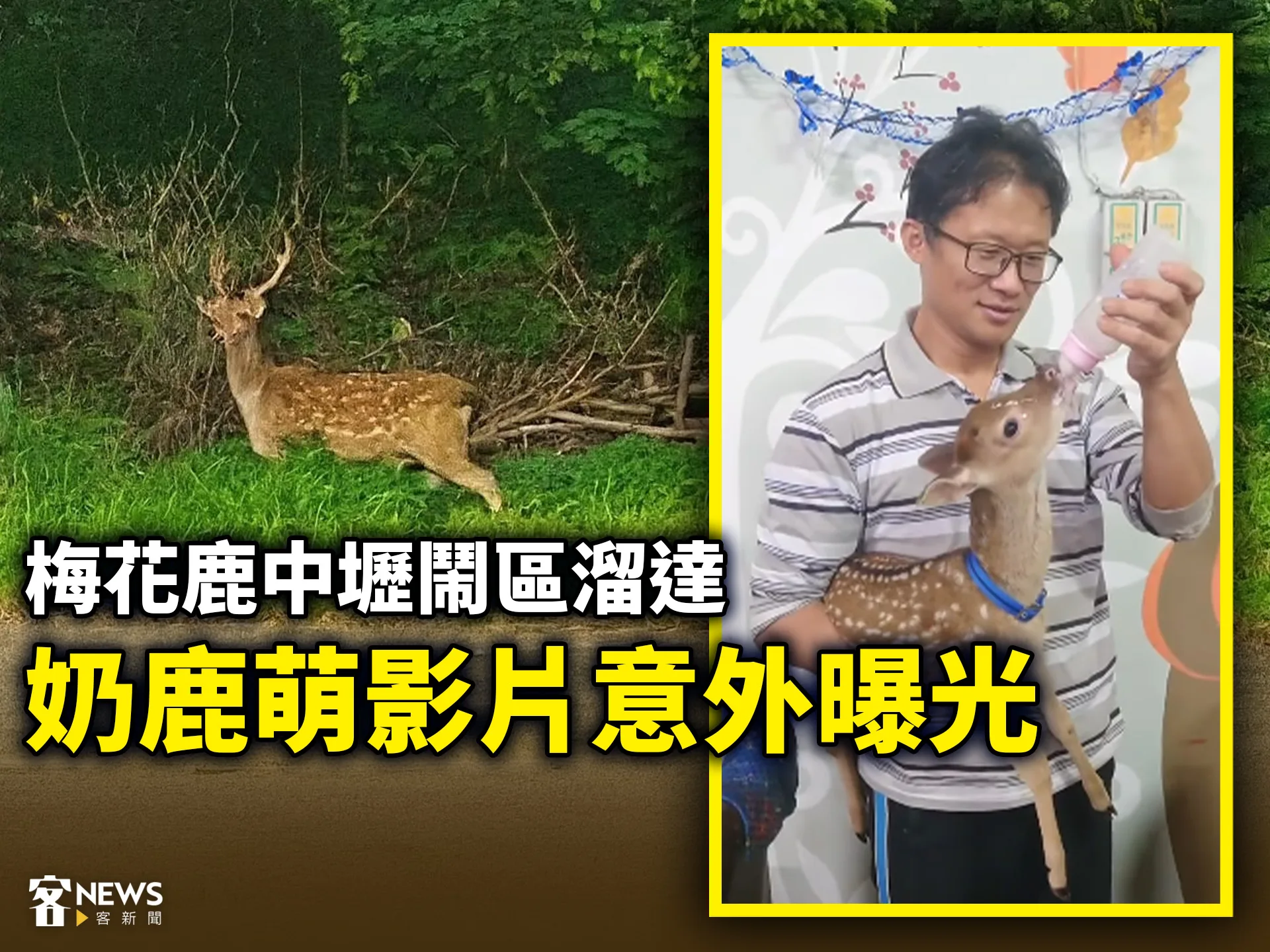 梅花鹿中壢鬧區溜達　奶鹿萌影片意外曝光（影）